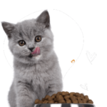 Adorable grey kitten licking its nose while sitting next to a bowl filled with cat food, with a playful white background featuring heart illustrations.