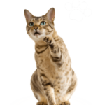 Playful Bengal cat with green eyes raising its paw, sitting against a clean white background with a curved edge design.