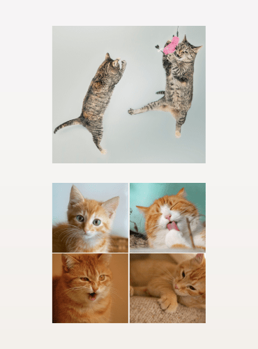 A collage of playful cats, including two tabby cats jumping to catch a toy at the top, and four ginger cat images below, featuring close-ups and relaxed poses.