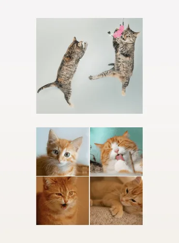 A collage of playful cats, including two tabby cats jumping to catch a toy at the top, and four ginger cat images below, featuring close-ups and relaxed poses.