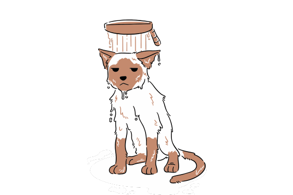 An illustration of a sad, wet cat sitting under a dripping bucket of water, looking unhappy and soaked, with water puddles forming around it.