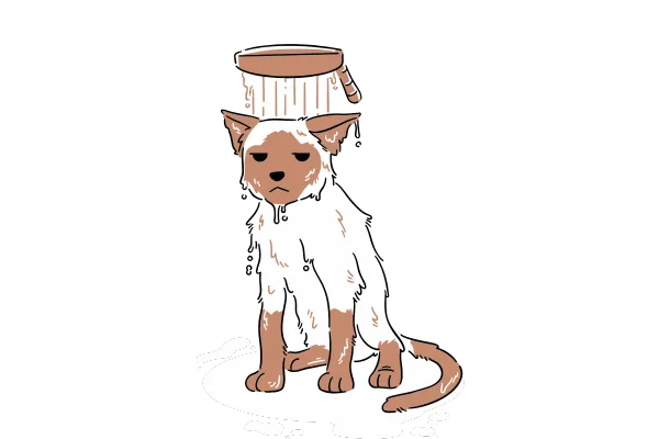 An illustration of a sad, wet cat sitting under a dripping bucket of water, looking unhappy and soaked, with water puddles forming around it.