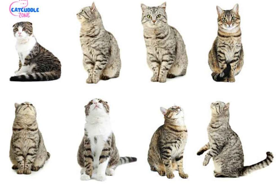 Cat Size and Growth Chart