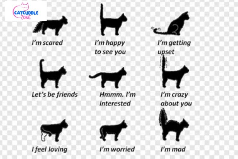 Cat tail meaning