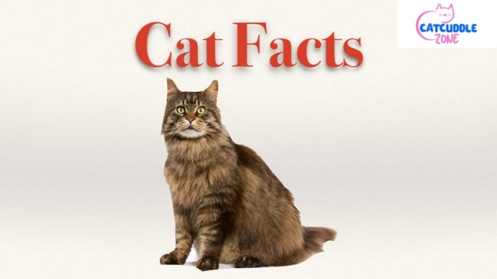 cats-are-smarter-than-you-think Cats are smarter than you think