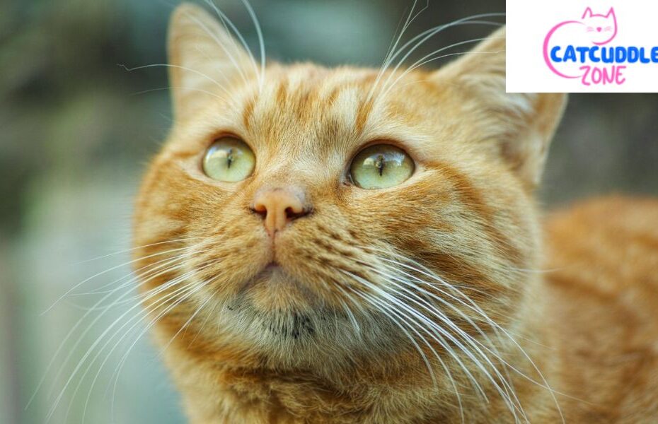 How Do I Know If My Cat Is in Heat
