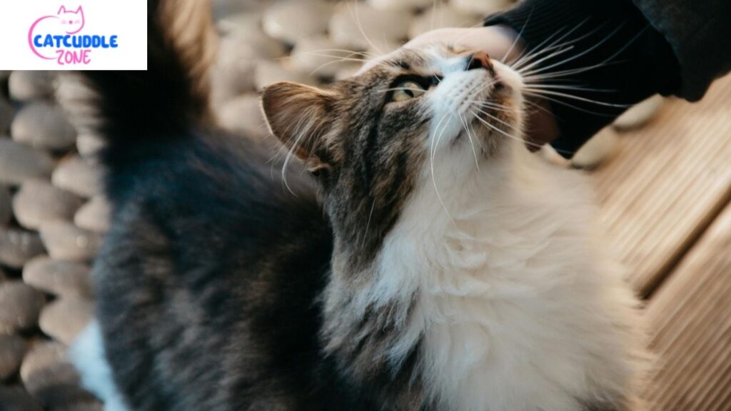 How Often Do Cats Go Into Heat