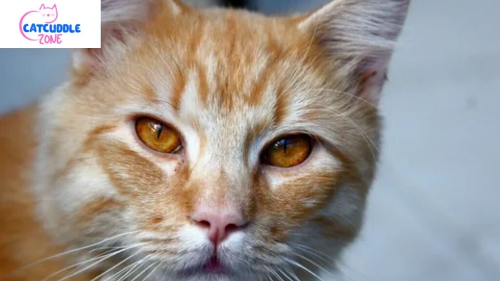 care for cats with rare eye