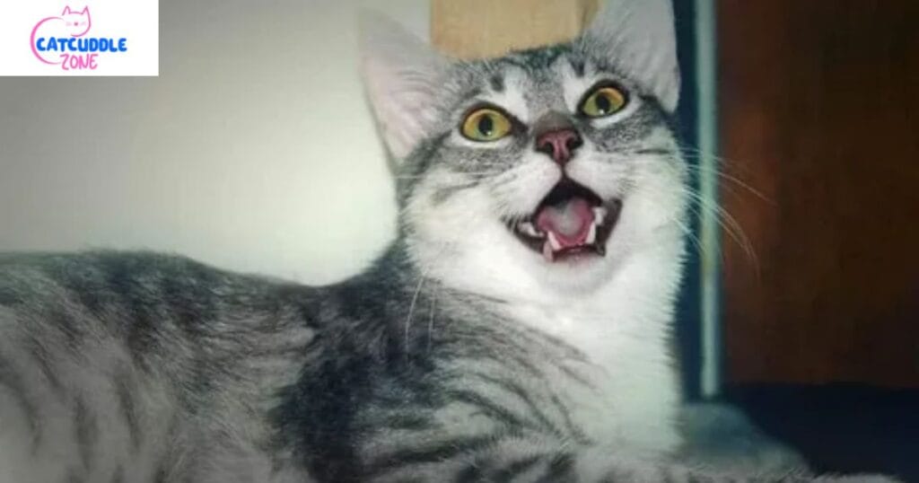 Prevent breathing problems in cats