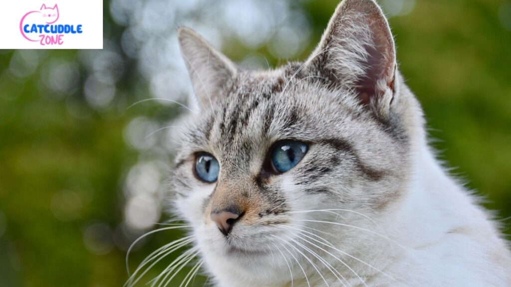 How Vets Diagnose the Cause of Watery Eyes