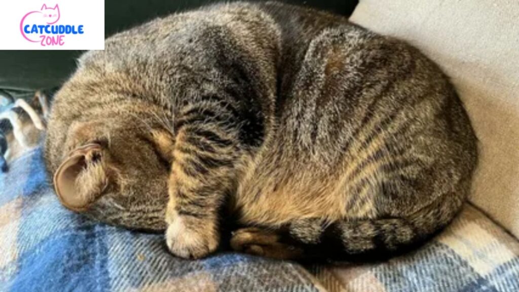 Is My Cat Twitching in Sleep or Having a Seizure
