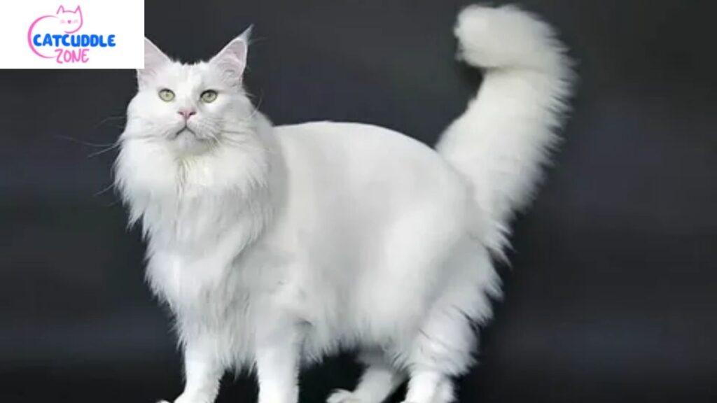 temperament and personality of the white maine coon