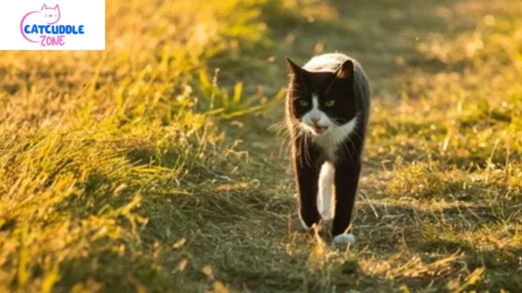 What Do Cat Chirps Sound Like