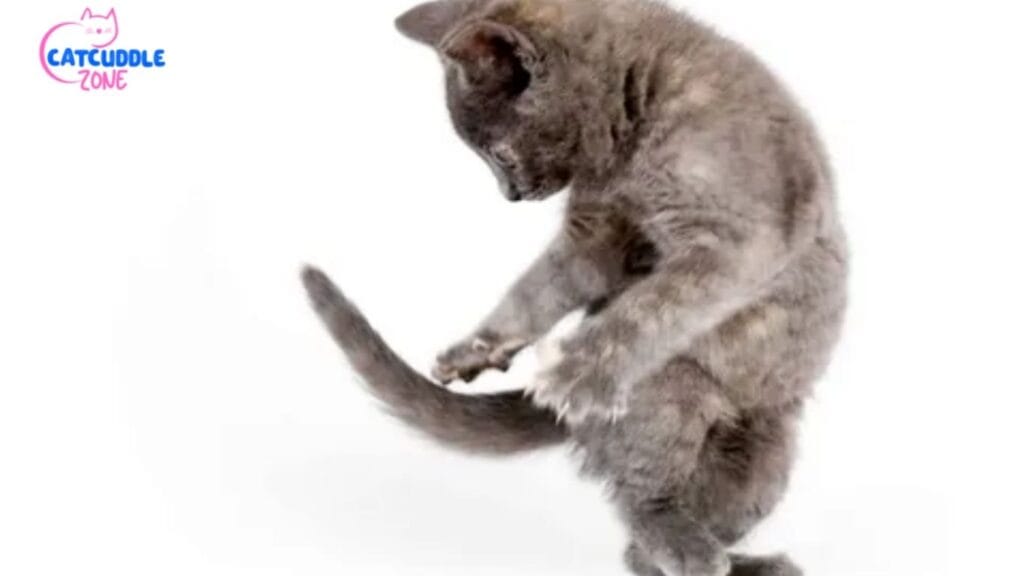 Why Do Cats Chase Their Tails?