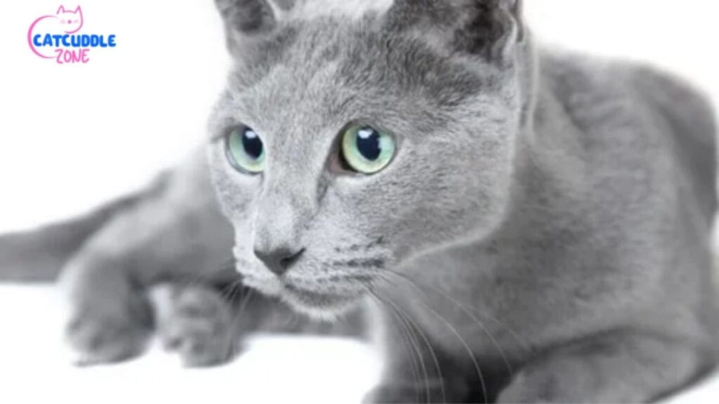 why do cats have vertical pupils