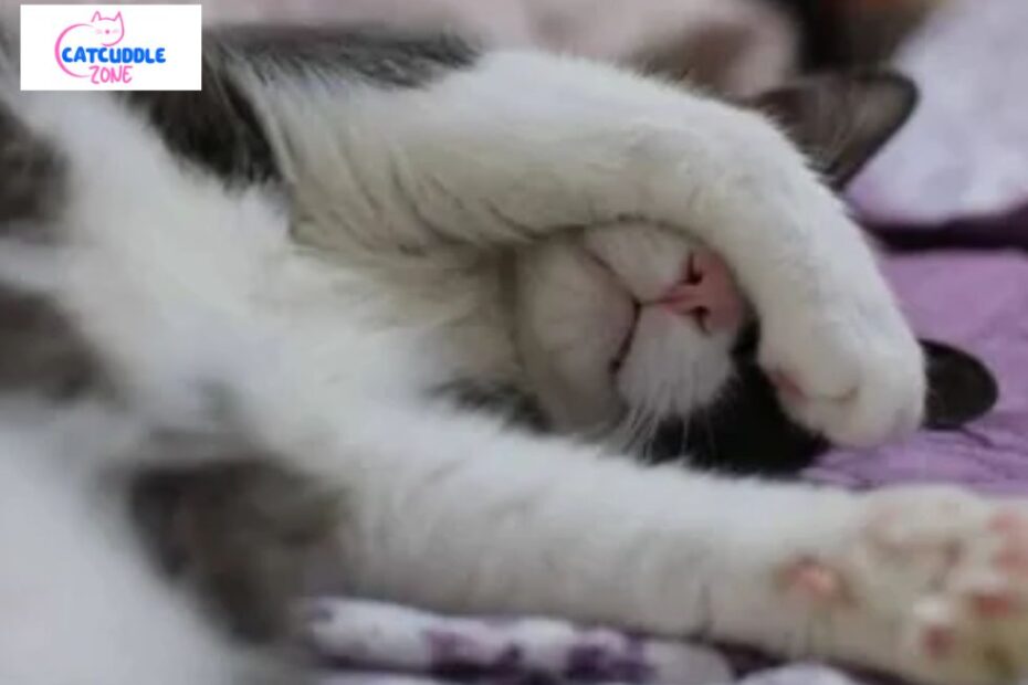 Cat Twitching While Sleeping: What You Should Know