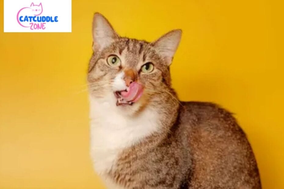 Why Does My Cat Bite My Nose
