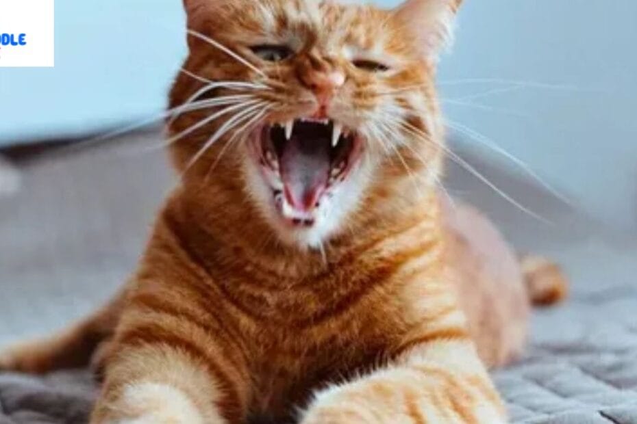 Why is my cat breathing fast