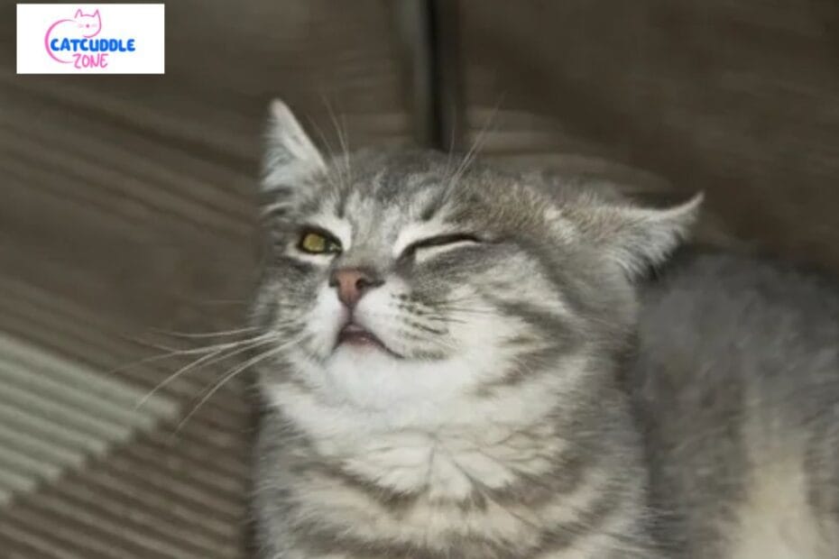 why is my cat squinting