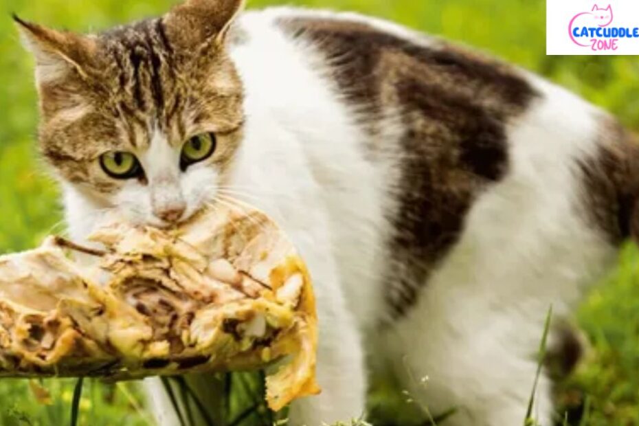 can-cats-eat-flies