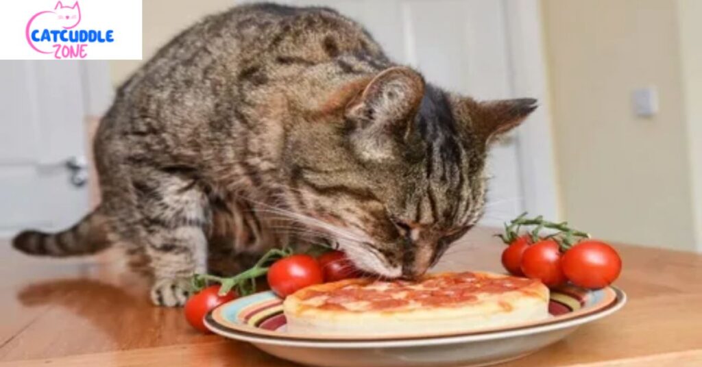 can-cats-eat-pepperoni