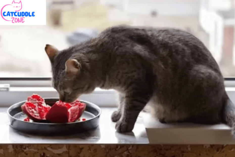 can-cats-eat-pomegranate