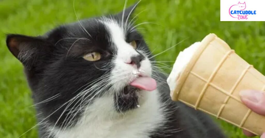 can-cats-have-whipped-cream