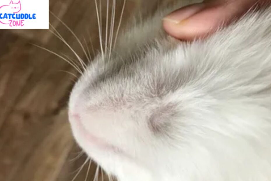 cat-chin-mites-vs-acne