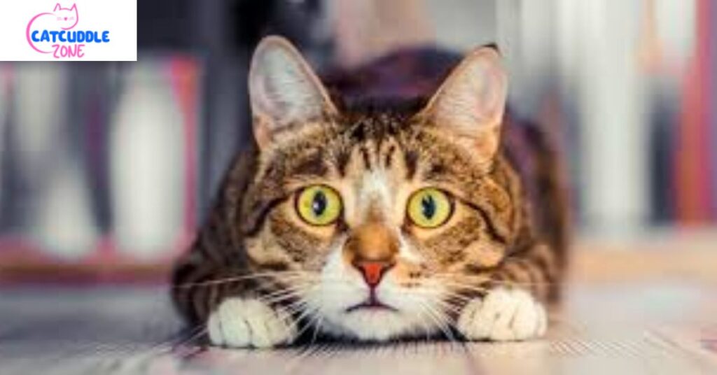 cats-chirp