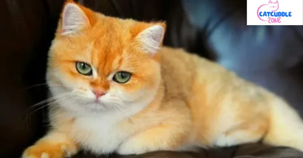 What Cat Breed is Garfield: Discover the Iconic Feline's True Identity