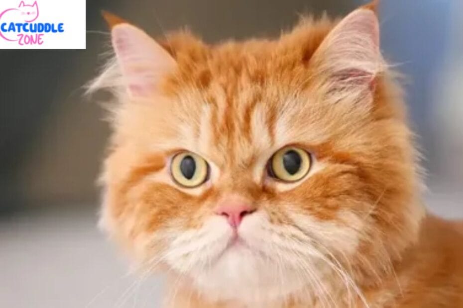 cat-is-garfield