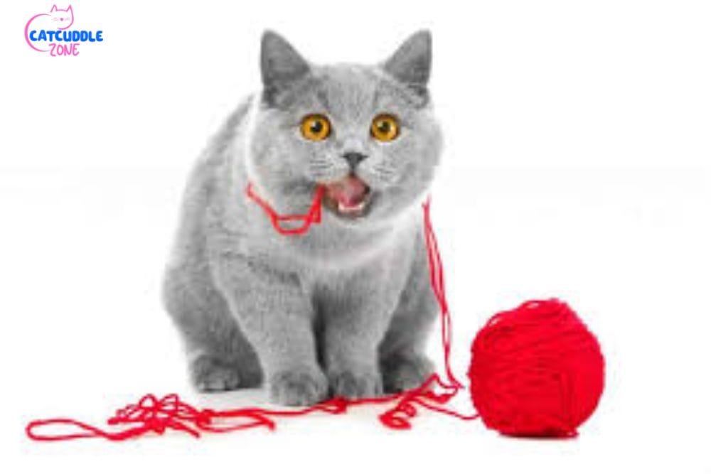 Cat Swallowed String