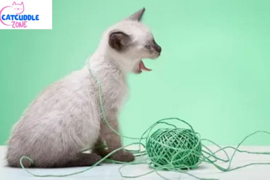 Cat Swallowed String