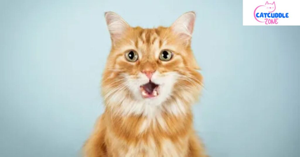 cat trilling