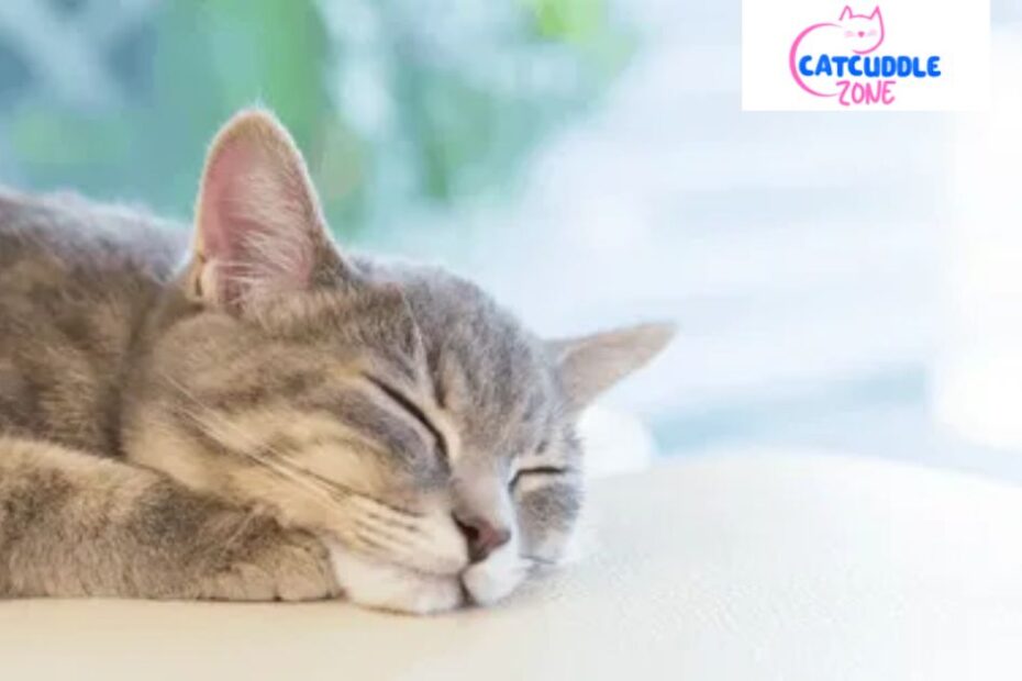 cat-trilling