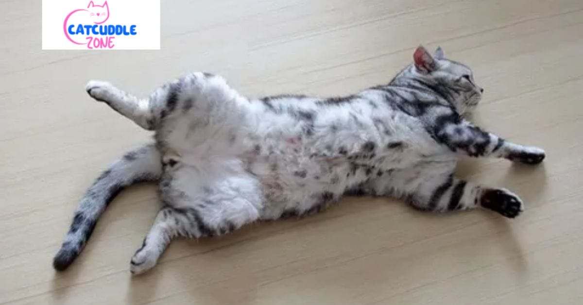 Do Male Cats Have Teats: Surprising Facts Every Cat Owner Should Know