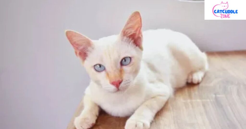 flame-point-siamese-cat