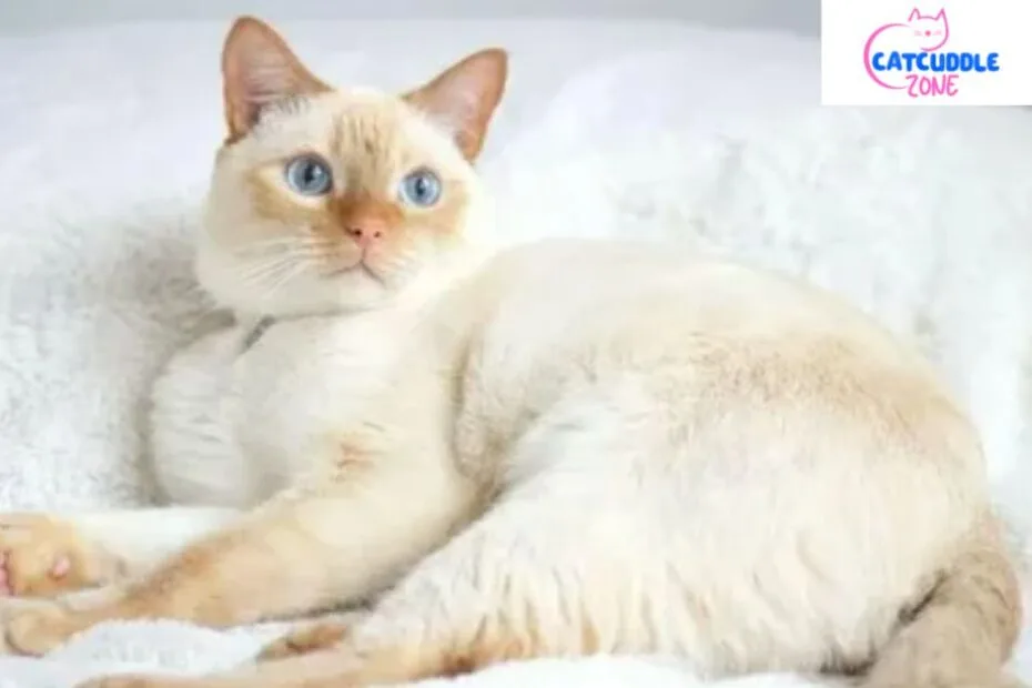 What Breeds of Cat Can Be Flamepoint: Stunning Feline Varieties Revealed