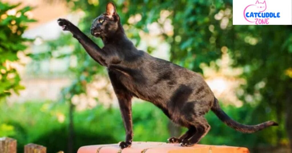 havana-brown-cat