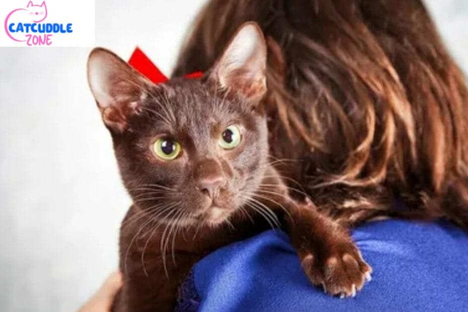 havana-brown-cat