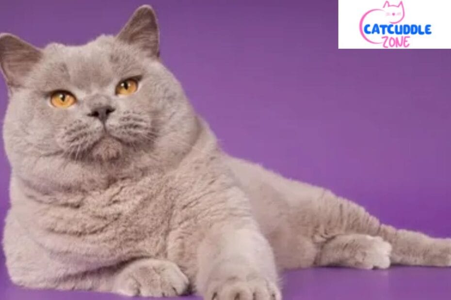 lilac-cats