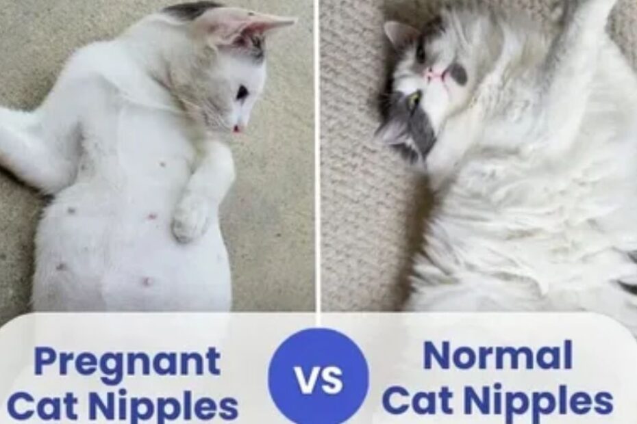 pregnant-cat-nipples-vs-normal