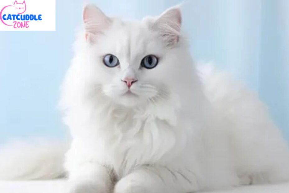 russian-white-cat