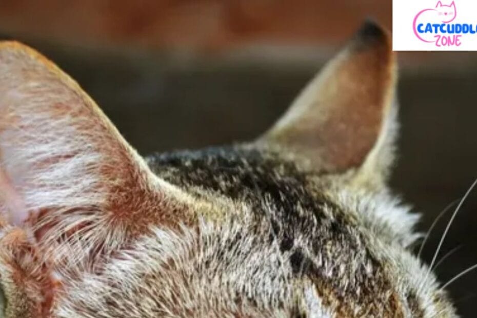 why-are-my-cats-ears-warm