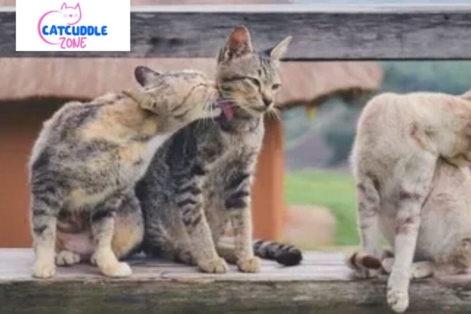 why-do-cats-groom-each-other
