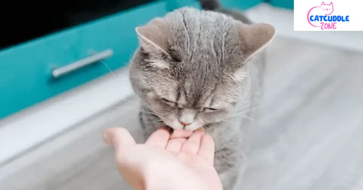 Why Do Cats Lick Each Other & Themselves? Complete Guide