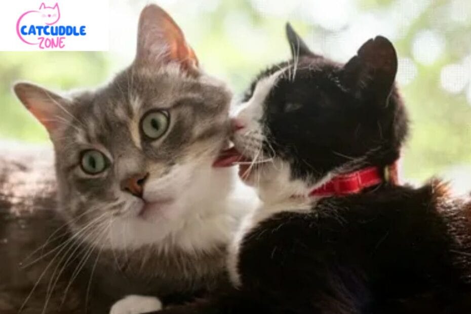why-do-cats-lick-each-other