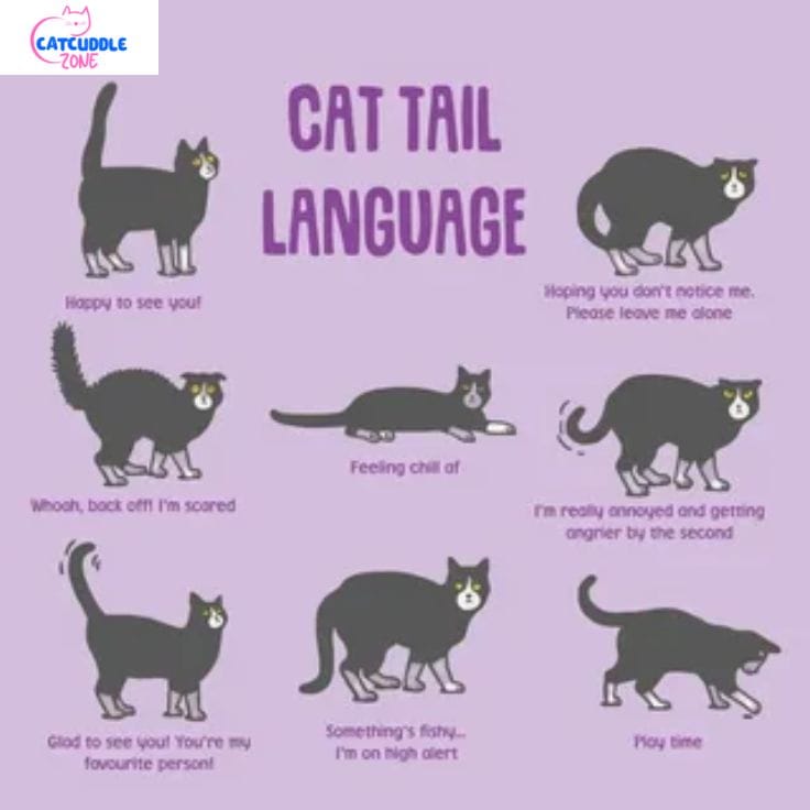 why-do-cats-wag-their-tails-while-lying-down