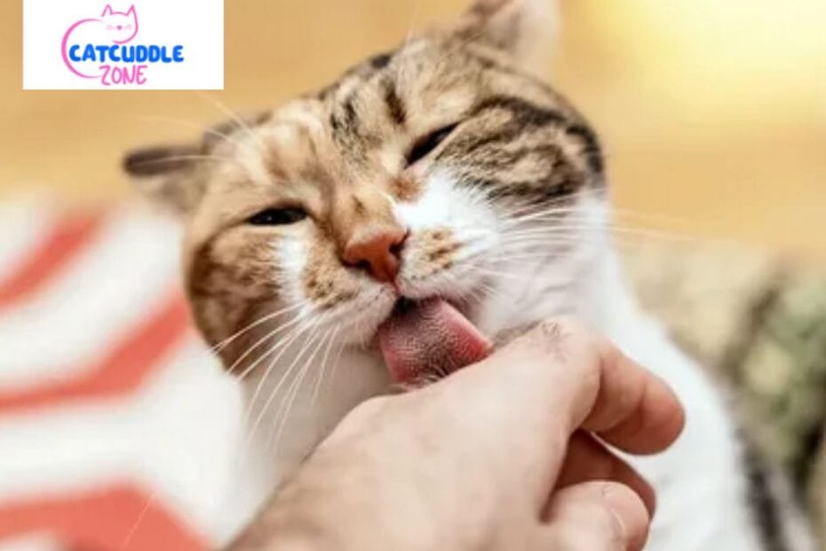 why-does-my-cat-bite-me-then-lick-me