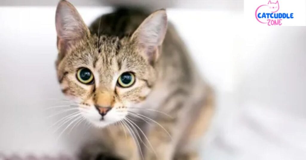 why-does-my-cat-drool-when-i-pet-him